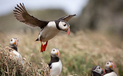 puffin in flight over grassy area with more puffins in background showcasing nature and wildlife diversity with ten beautiful birds